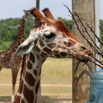Columbus Zoo