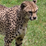 Columbus Zoo