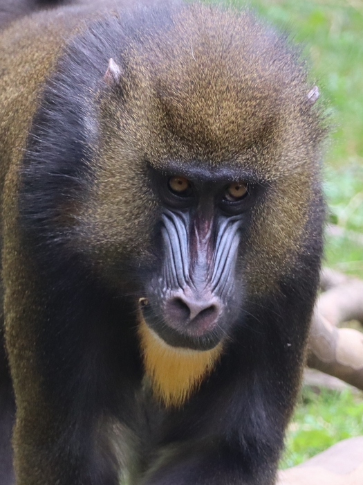 Columbus Zoo