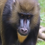 Columbus Zoo