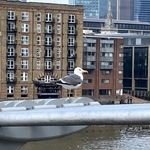 Millennium Bridge