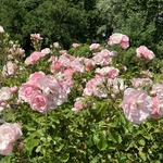 Rose Garden