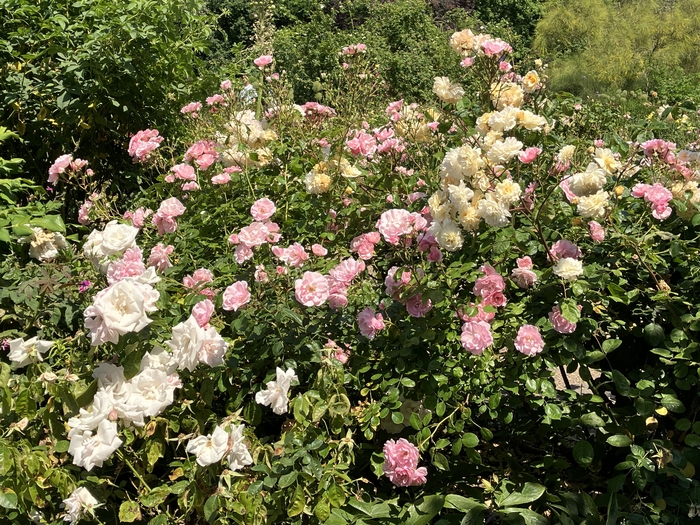 Rose Garden