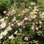 Rose Garden