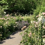 Rose Garden