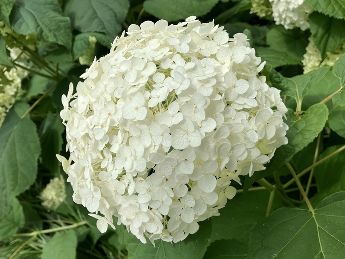 Arboretum at Penn State