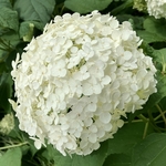 Arboretum at Penn State