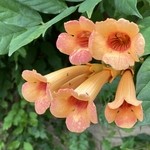 Arboretum at Penn State