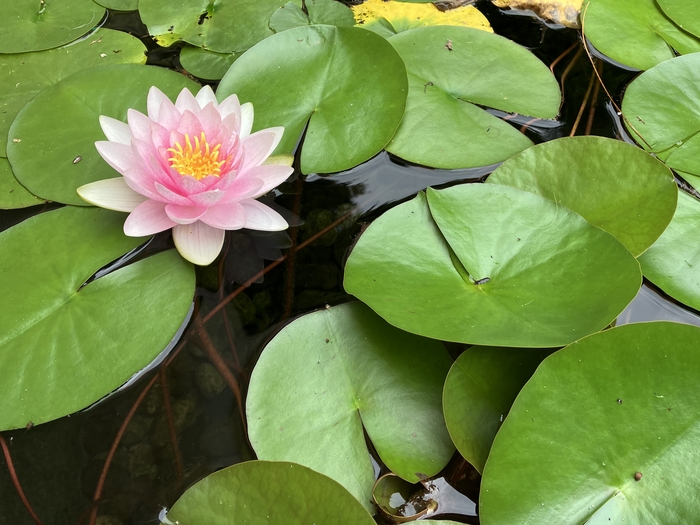 Arboretum at Penn State