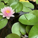 Arboretum at Penn State