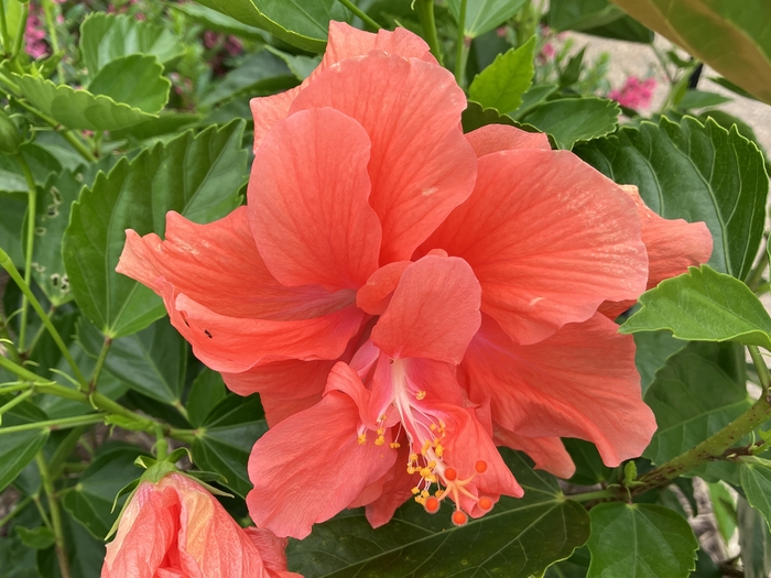 Arboretum at Penn State