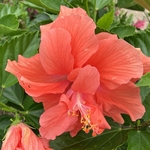 Arboretum at Penn State