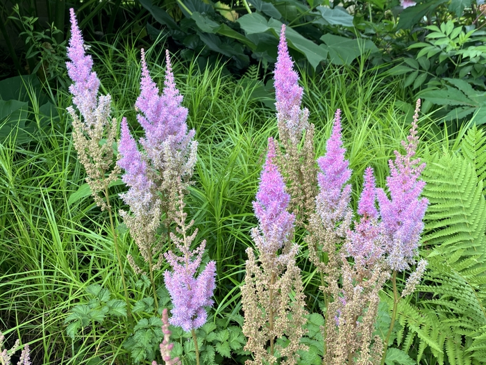 Arboretum at Penn State