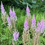 Arboretum at Penn State