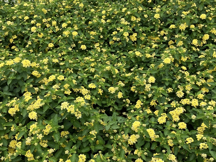 Arboretum at Penn State