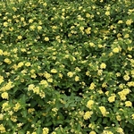 Arboretum at Penn State