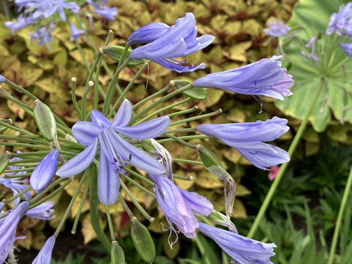 Arboretum at Penn State