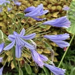 Arboretum at Penn State