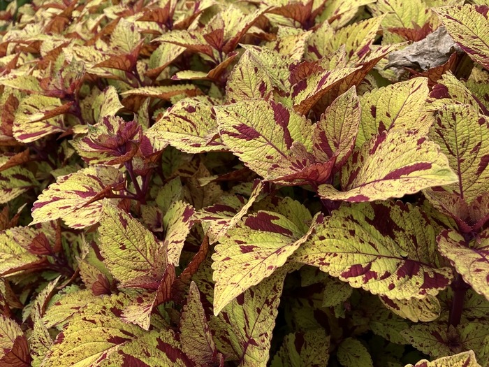 Arboretum at Penn State