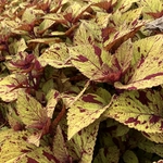 Arboretum at Penn State