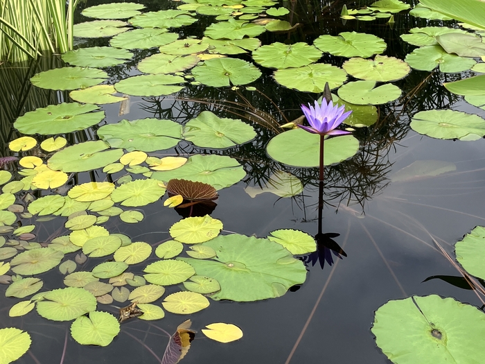 Arboretum at Penn State