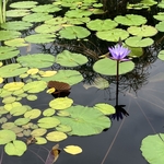 Arboretum at Penn State