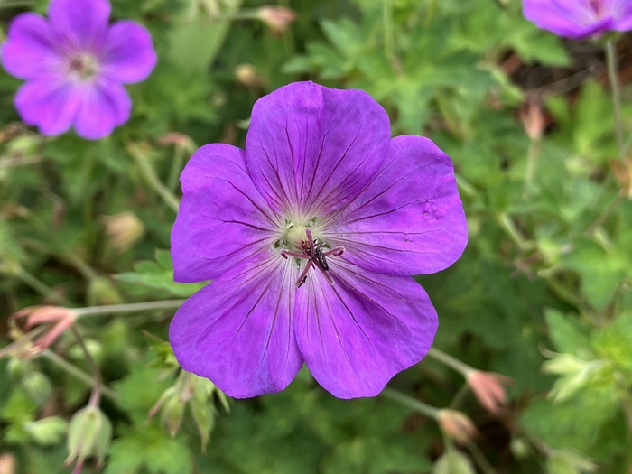 Arboretum at Penn State