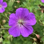 Arboretum at Penn State