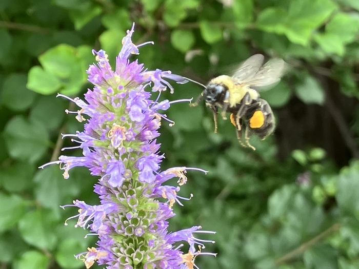 Arboretum at Penn State