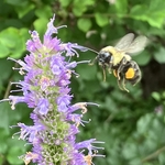 Arboretum at Penn State
