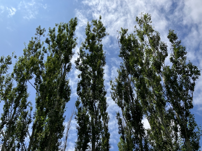 Arboretum at Penn State