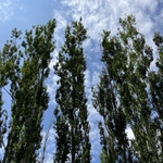 Arboretum at Penn State