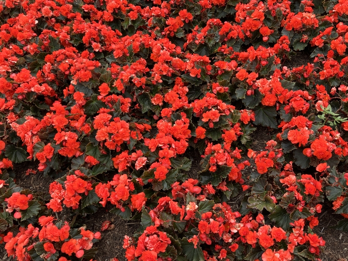 Arboretum at Penn State