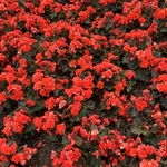 Arboretum at Penn State