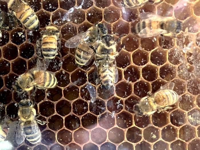 Arboretum at Penn State