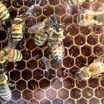 Arboretum at Penn State