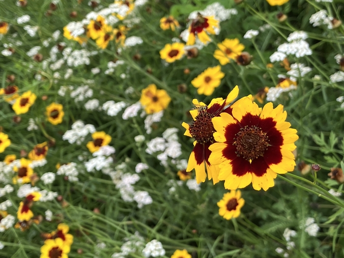Arboretum at Penn State