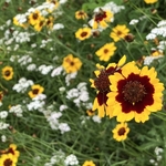 Arboretum at Penn State