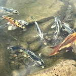 Arboretum at Penn State