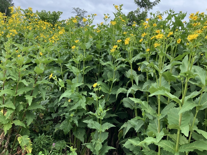 Arboretum at Penn State