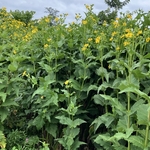 Arboretum at Penn State