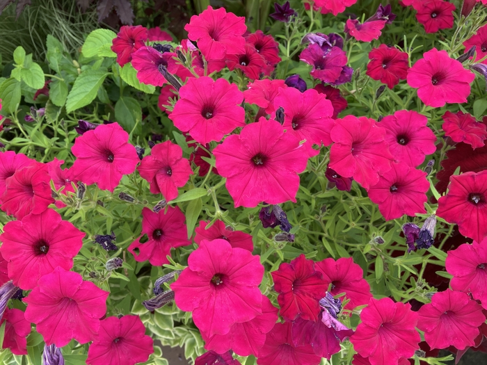 Arboretum at Penn State