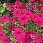 Arboretum at Penn State