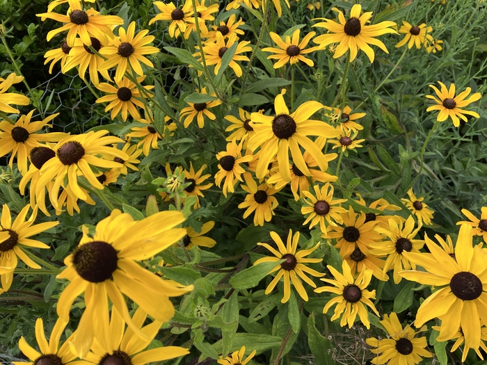 Arboretum at Penn State