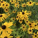 Arboretum at Penn State