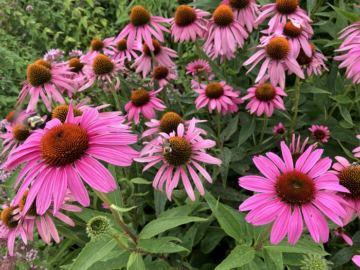 Arboretum at Penn State