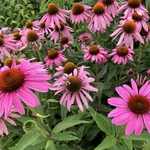 Arboretum at Penn State