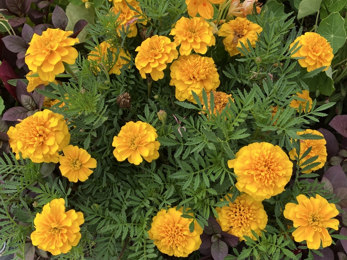 Arboretum at Penn State