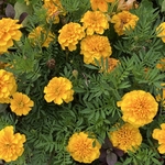 Arboretum at Penn State