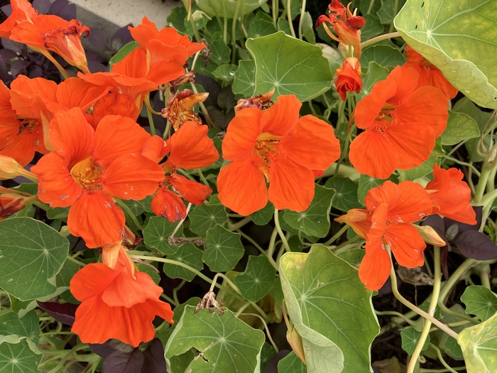 Arboretum at Penn State